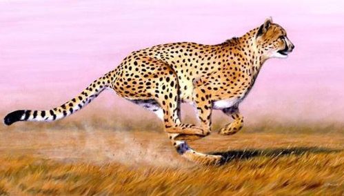 how-fast-does-cheetah-run-800x800